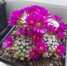 Mammillaria hernandezii